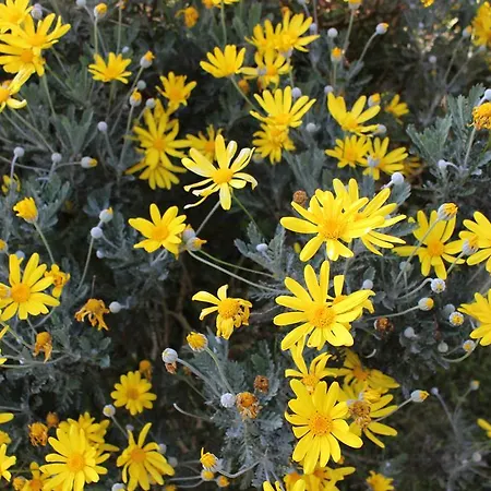 Gospodarstwo wiejskie La Del Abuelo De