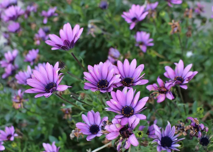 Séjour à la campagne La Del Abuelo De